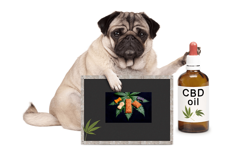 CBD Oil for Dogs