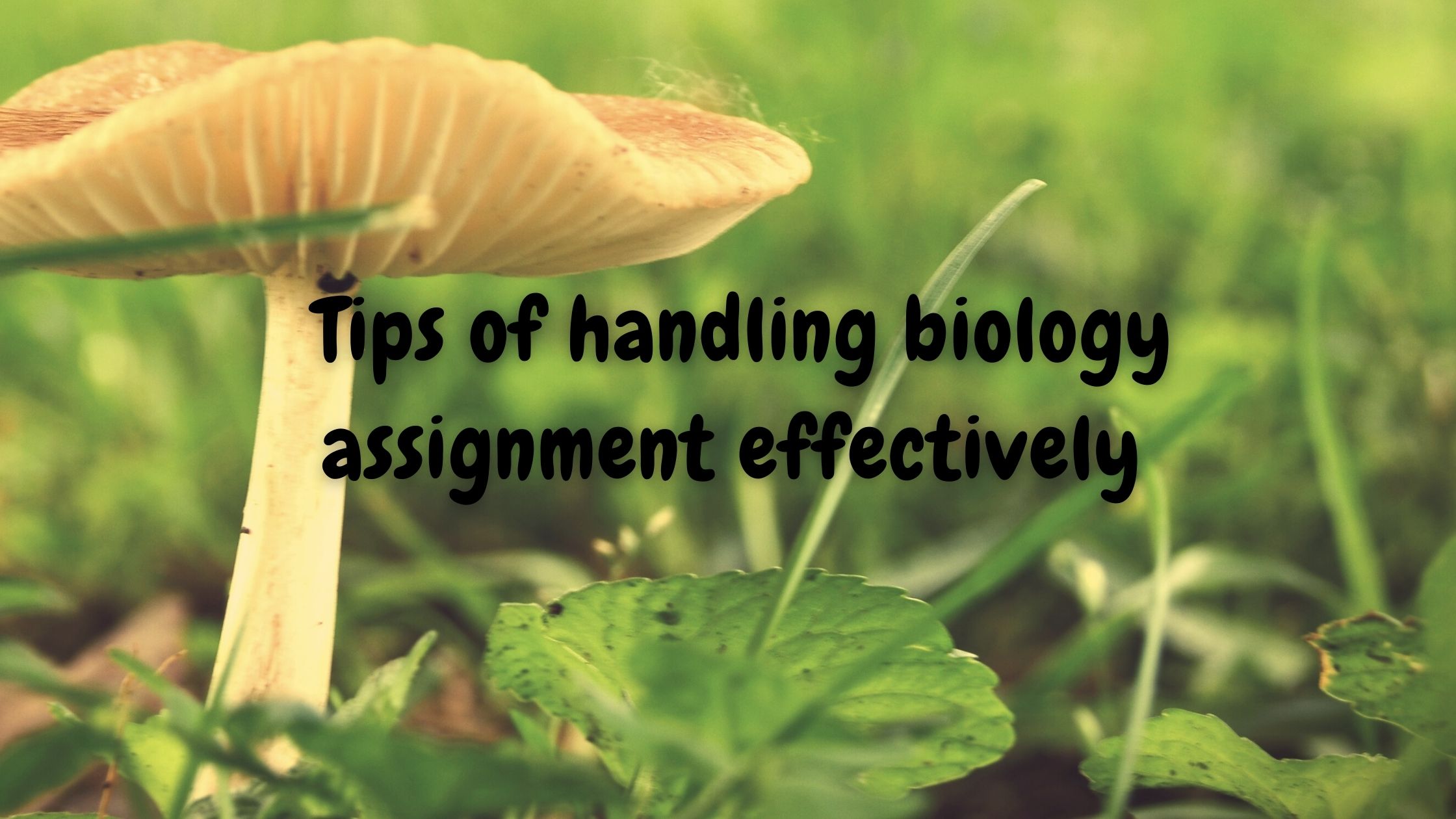 Tips of handling biology assignment effectively