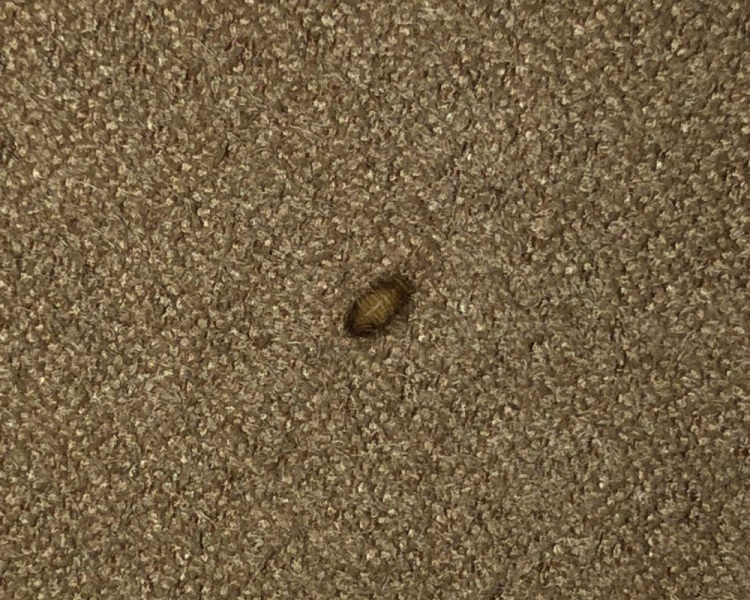 Carpet Bugs