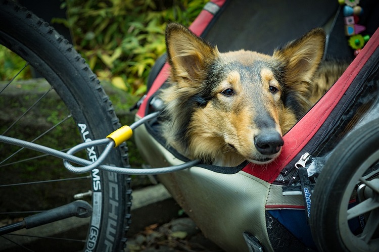 Dog Bike Trailer