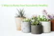 How to keep succulents healthy