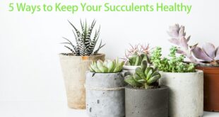 How to keep succulents healthy