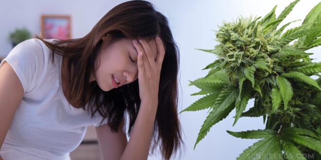Cannabis For Headache