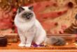 Getting to Know Your Ragdoll Cat
