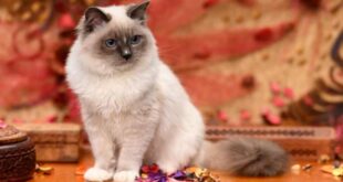 Getting to Know Your Ragdoll Cat