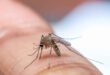 Top Tips For Controlling Mosquitoes In Your Yard