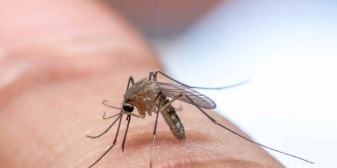 Top Tips For Controlling Mosquitoes In Your Yard