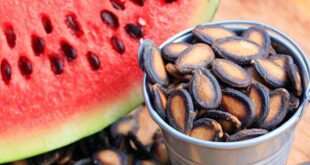 Watermelon seeds are good for health: