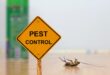 Most Common Pest Control Issues