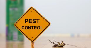 Most Common Pest Control Issues
