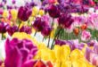 Tulips From Farms To Florists