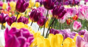 Tulips From Farms To Florists