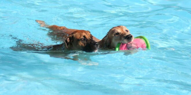 Can dogs swim in salt water pools?