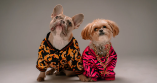 5 Tips you must remember while buying Dog Clothes