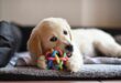 Dog Toys for Your Puppy
