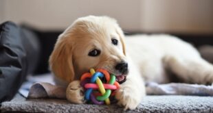 Dog Toys for Your Puppy