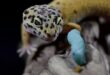 Feeding Your Leopard Gecko