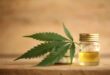 How much CBD can our body absorb