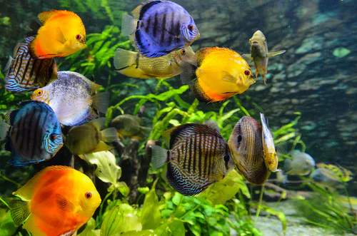 Fishkeeping Tips From the Experts
