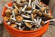 Fresh vs Dried Magic Mushrooms Who Wins