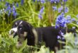 Why you Should Make your Garden Pet Friendly