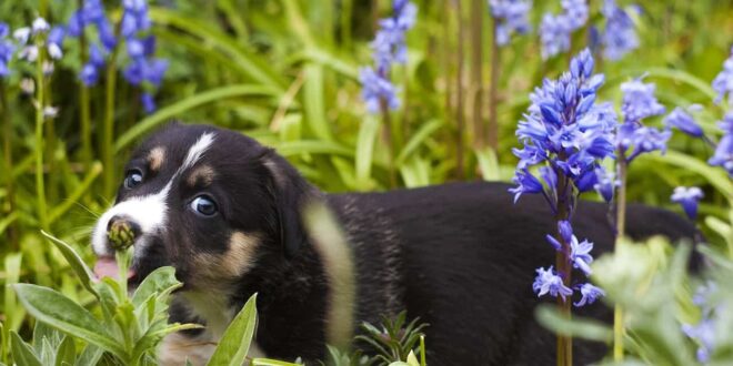 Why you Should Make your Garden Pet Friendly