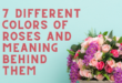 7 Different Colors of Roses And Meaning Behind Them
