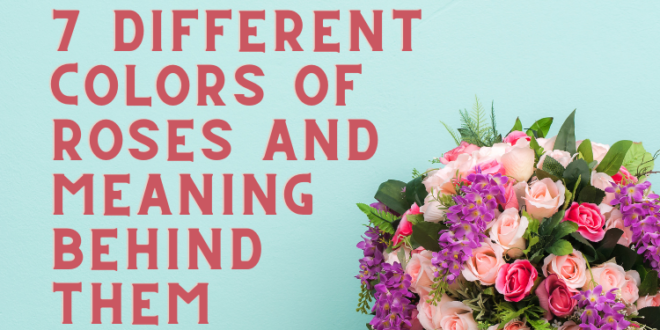 7 Different Colors of Roses And Meaning Behind Them