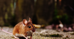 Cute Mice Are Dangerous