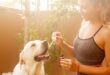 CBD Products for Canines