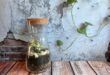 How to get started with your own terrarium