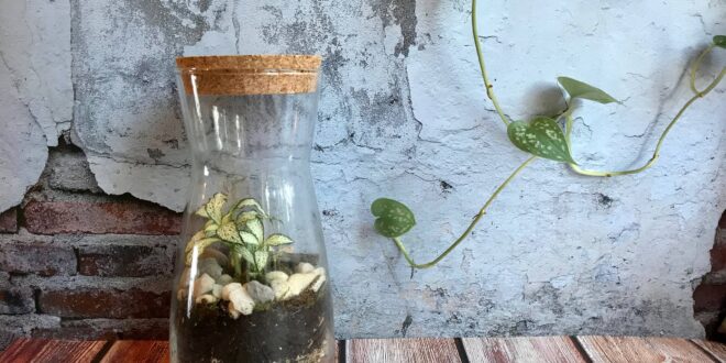 How to get started with your own terrarium