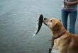 Dogs Raw Fish