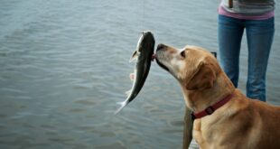 Dogs Raw Fish