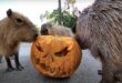 what animals eat pumpkins