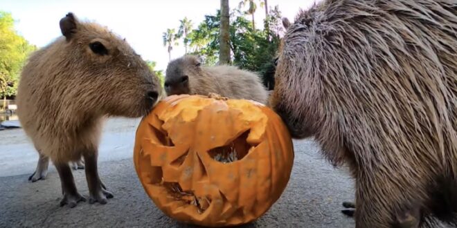 what animals eat pumpkins