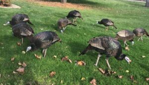 patrick reusse turkey of the year