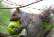What Animals Eat Apples