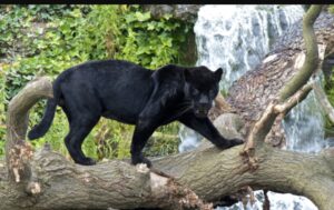 panthers in virginia
