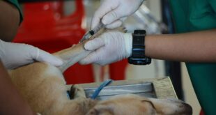 Top 10 Essential Services Offered by Your Local General Veterinarian