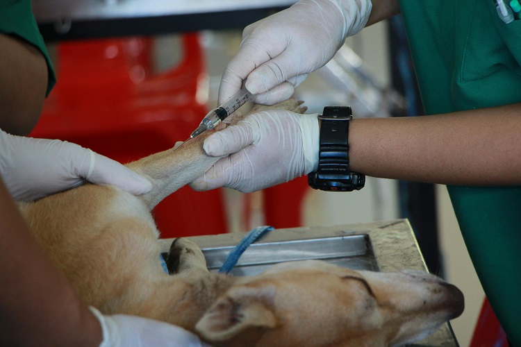 Understanding The Difference Between Animal Hospitals And Vet Clinics