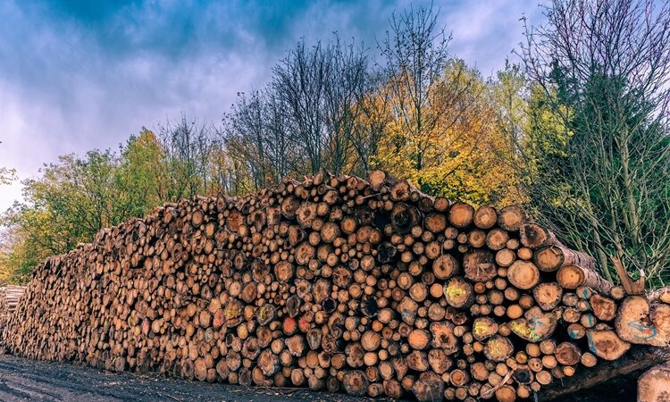 Key Factors That Influence the Cost of Tree Removal in Charlotte, NC