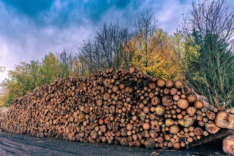 Key Factors That Influence the Cost of Tree Removal in Charlotte, NC