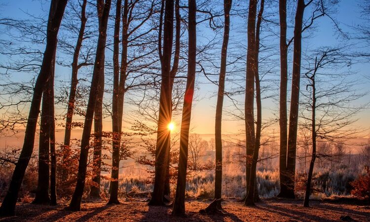 When To Call A Tree Surgeon?