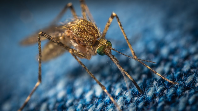 How Small Home Maintenance Issues Can Lead to Pest Problems